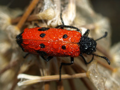 Mylabris quadripunctata