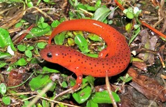 Pseudotriton montanus