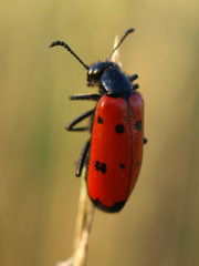 Mylabris quadripunctata