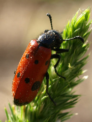 Mylabris quadripunctata