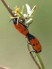 Mylabris quadripunctata