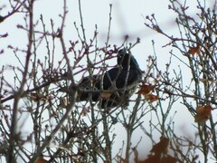 Corvus frugilegus