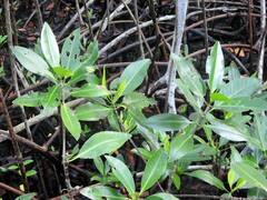 Rhizophora mangle