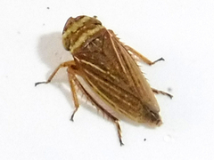Aphrodes makarovi