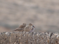 Bucanetes githagineus