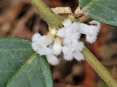 Lasianthus formosensis