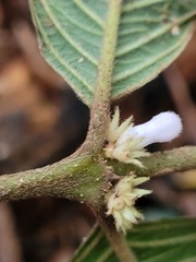 Lasianthus formosensis