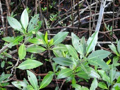 Rhizophora mangle