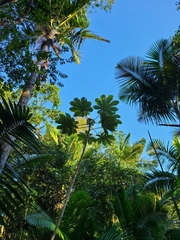 Cecropia schreberiana