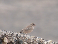 Bucanetes githagineus