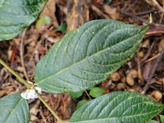 Lasianthus formosensis