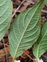 Lasianthus formosensis