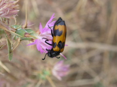 Mylabris variabilis