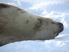 Leptonychotes weddellii