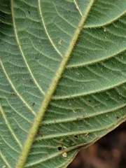 Lasianthus formosensis