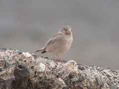 Bucanetes githagineus