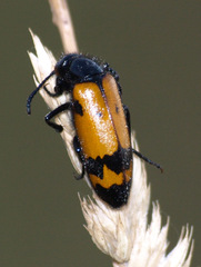 Mylabris variabilis