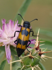Mylabris variabilis