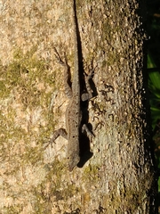 Anolis stratulus