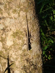 Anolis stratulus