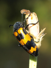 Mylabris variabilis