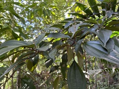 Miconia mirabilis