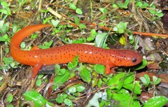 Pseudotriton montanus