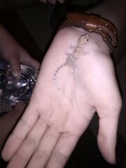 Ptyodactylus hasselquistii