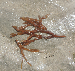 Hydropuntia caudata