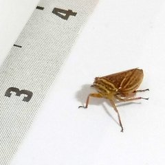 Aphrodes makarovi