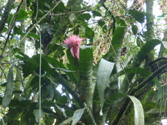 Aechmea fasciata