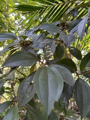 Miconia mirabilis