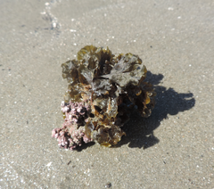 Lobophora variegata