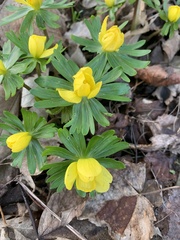 Eranthis hyemalis