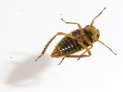 Aphrodes makarovi