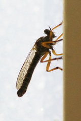 Neomochtherus pallipes