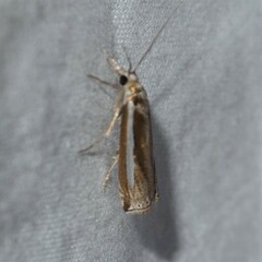 Crambus praefectellus