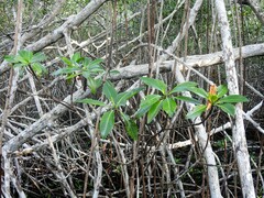 Rhizophora mangle