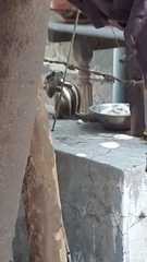 Funambulus pennantii