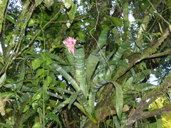 Aechmea fasciata