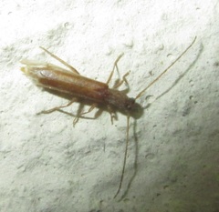 Linopteridius
