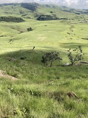 Protea roupelliae roupelliae