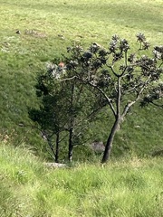 Protea roupelliae roupelliae