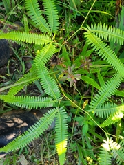 Gleichenella