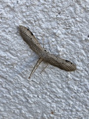 Euacidalia brownsvillea