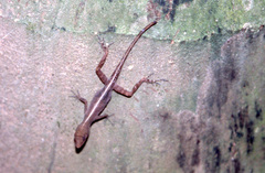 Anolis cupreus