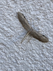Euacidalia brownsvillea