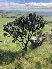 Protea roupelliae roupelliae