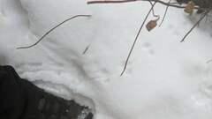 Peromyscus maniculatus