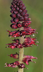 Lysimachia atropurpurea